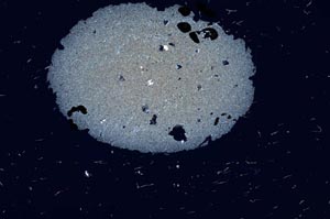 Cross Polarized, S1655