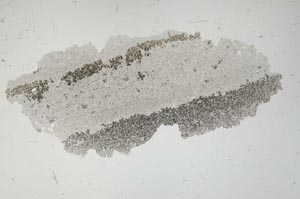 Plane Polarized, S1665