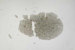 Plane Polarized, S1666