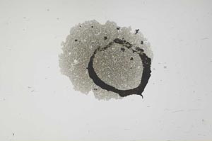 Plane Polarized, S1668