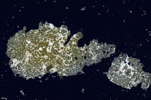 Cross Polarized, S1675