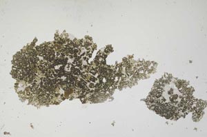Plane Polarized, S1675