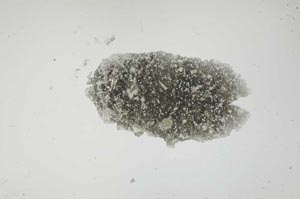 Plane Polarized, S1676