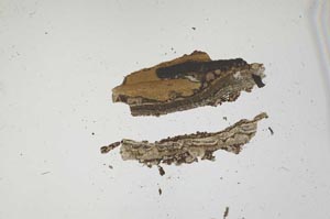 Plane Polarized, S1679