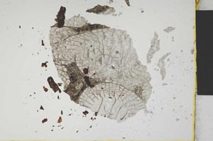 Plane Polarized, S1682