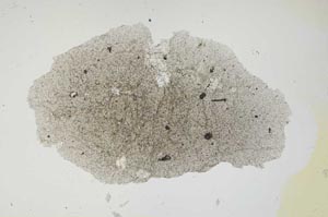 Plane Polarized, S1684