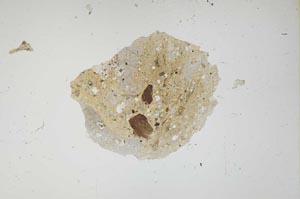 Plane Polarized, S1685