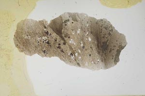 Plane Polarized, S1686