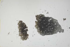 Plane Polarized, S1689/A