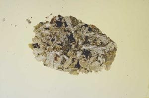 Plane Polarized, S1691