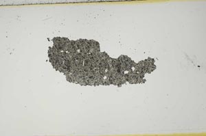 Plane Polarized, S1694