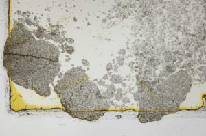 Plane Polarized, S1708