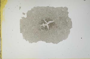 Plane Polarized, S1709