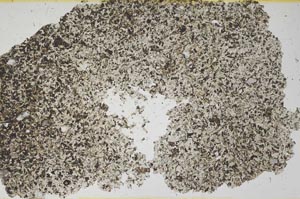 Plane Polarized, S1724