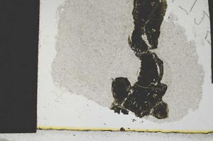 Plane Polarized, S1725