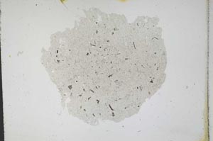 Plane Polarized, S11283