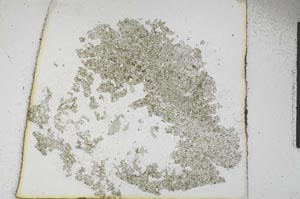 Plane Polarized, S11287/A