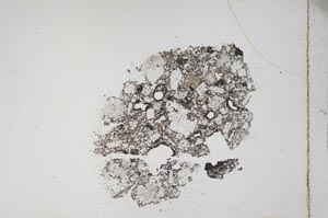 Plane Polarized, S11306