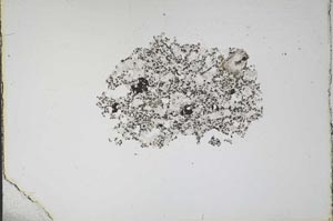 Plane Polarized, S11310