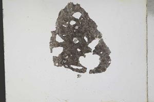Plane Polarized, S11327