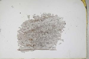 Plane Polarized, S11331