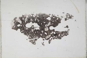 Plane Polarized, S11341