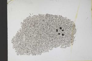 Plane Polarized, S11345