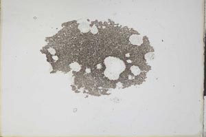Plane Polarized, S11346
