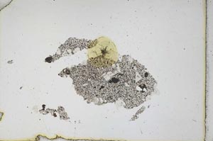 Plane Polarized, S11347