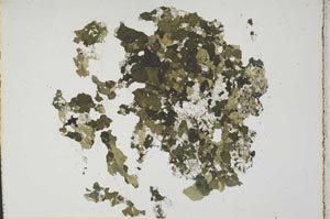 Plane Polarized, S11382