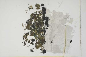 Plane Polarized, S11386