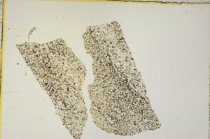 Plane Polarized, S1743