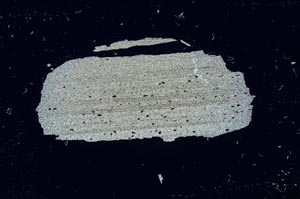 Cross Polarized, S1763