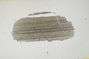 Plane Polarized, S1763