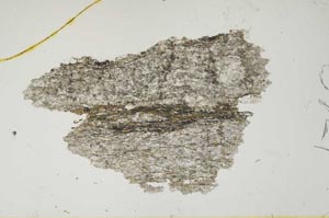 Plane Polarized, S1768