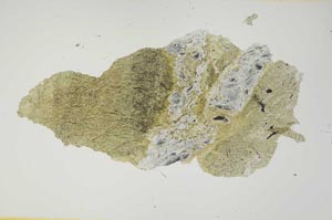 Plane Polarized, S1769