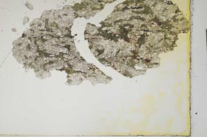 Plane Polarized, S1779
