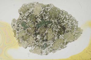Plane Polarized, S1781