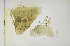 Plane Polarized, S1787
