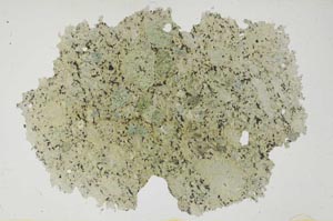 Plane Polarized, S1788