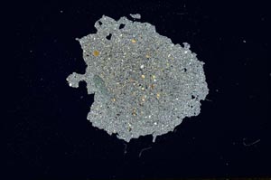 Cross Polarized, S1792