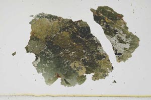 Plane Polarized, S1813