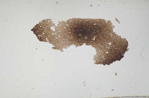 Plane Polarized, S1816