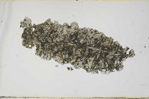 Plane Polarized, S1827
