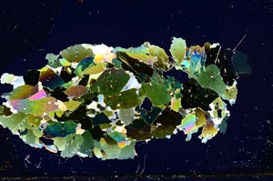 Cross Polarized, S1829