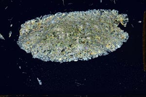 Cross Polarized, S1840