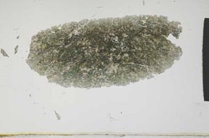 Plane Polarized, S1840