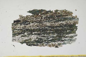 Plane Polarized, S1841