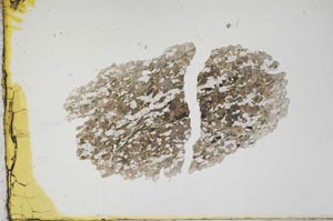 Plane Polarized, S1844