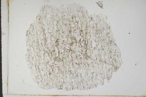 Plane Polarized, S1845/a